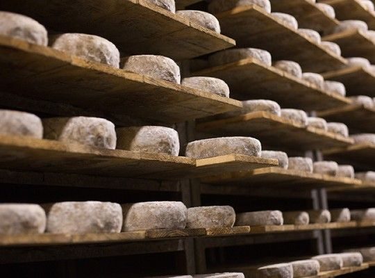 Cave d'affinage de tomes des Bauges
