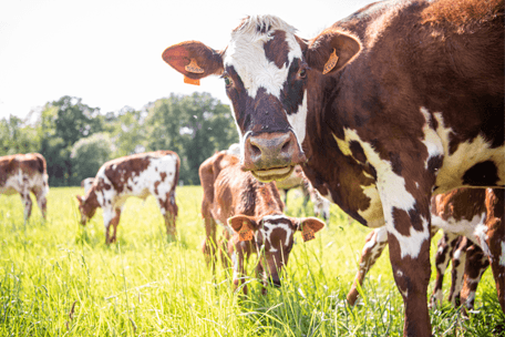Les vaches normandes de la Vallée de Chevreuse