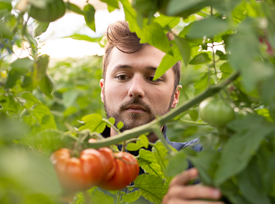 Transgourmet - Tomates anciennes des Beaux-de-Provence Transgourmet Origine