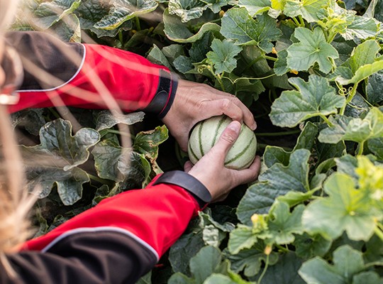 Transgourmet - Les melons de Cavaillon et les fraises de Carpentras