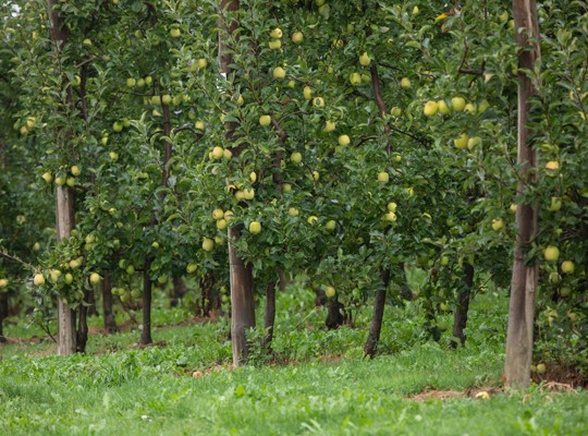 Transgourmet - Pomme AOP du Limousin Transgourmet Origine