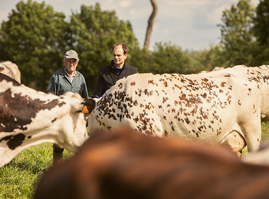 Transgourmet - Tomme de Normandie Transgourmet Origine