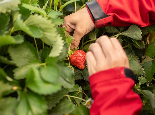 Transgourmet - Les melons de Cavaillon et les fraises de Carpentras