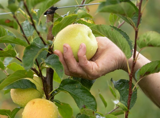 Transgourmet - Pomme AOP du Limousin Transgourmet Origine