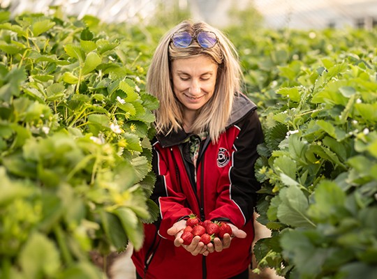 Transgourmet - Les melons de Cavaillon et les fraises de Carpentras