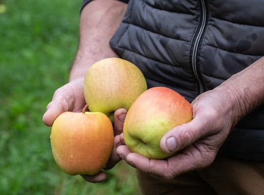 Transgourmet - Pomme AOP du Limousin Transgourmet Origine