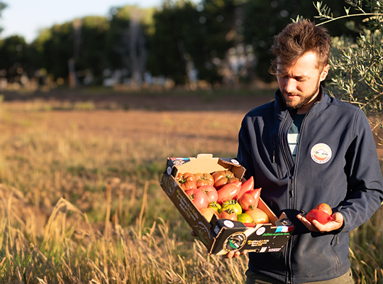 Transgourmet - Tomates anciennes des Beaux-de-Provence Transgourmet Origine