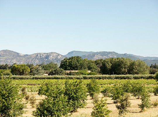 Transgourmet - Les melons de Cavaillon et les fraises de Carpentras