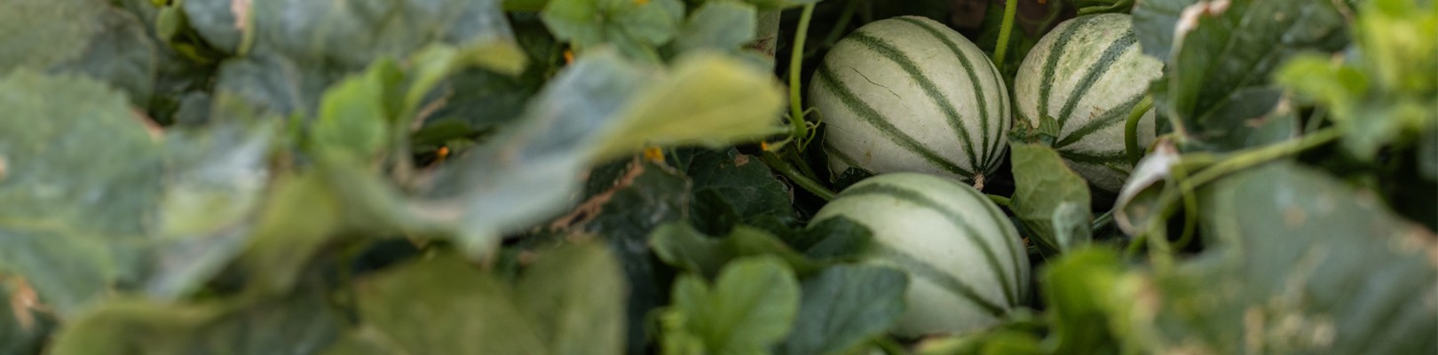 Les melons de Cavaillon et les fraises de Carpentras