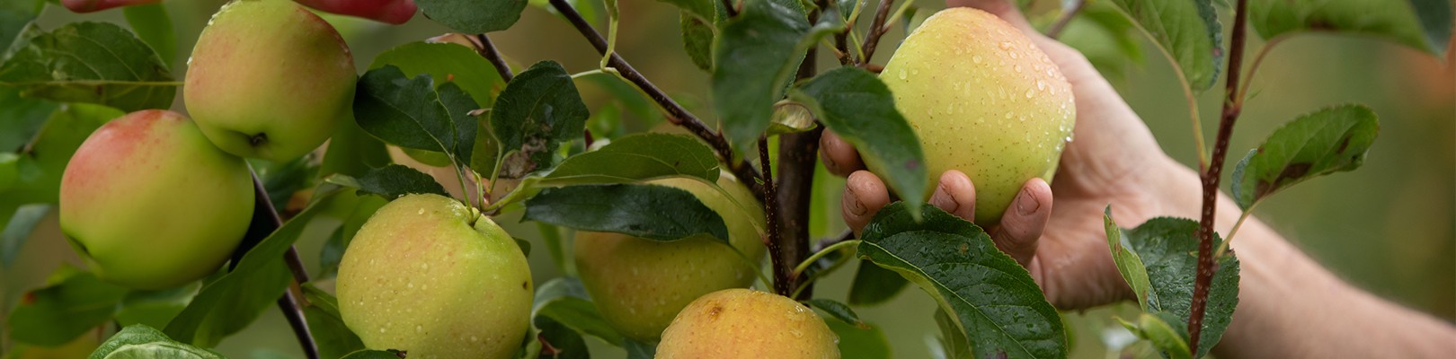 POMME AOP DU LIMOUSIN